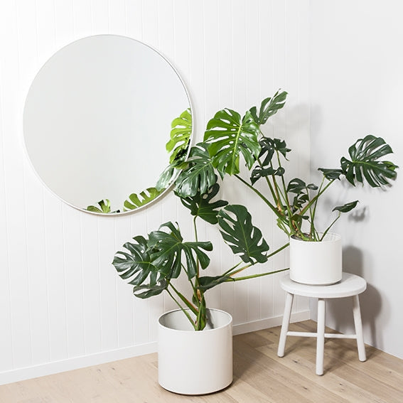 Two potted plants on a white stool against a white wall with a round mirror.