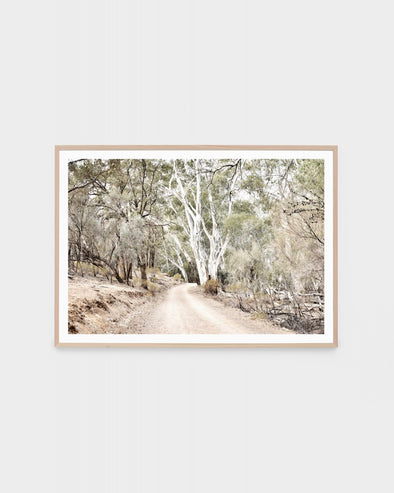 Eucalyptus Track Print