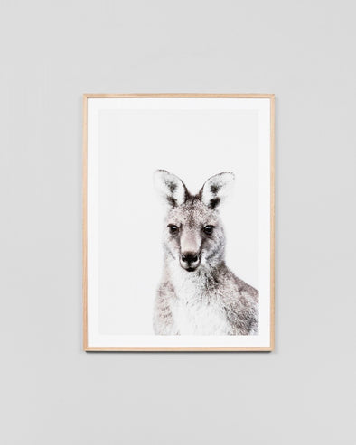 Eastern Grey Wallaby Print