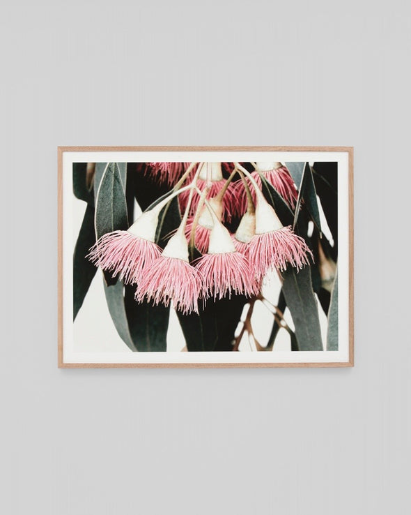 Gumnut Blossom Print
