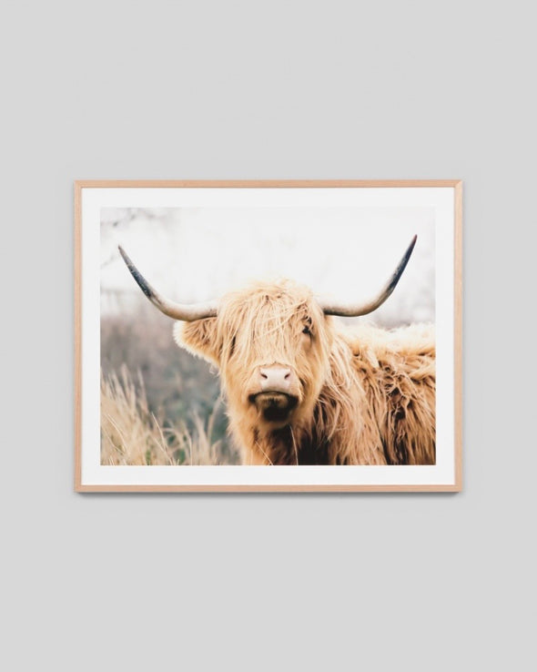 Highland Bovine Print