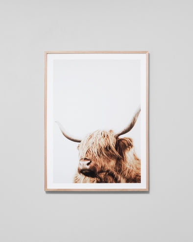 Highland Friend