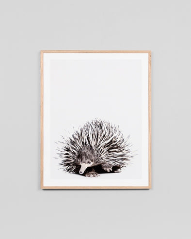 Shortbeaked Echidna Print