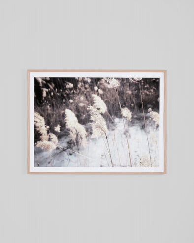 Winter Pampas Print