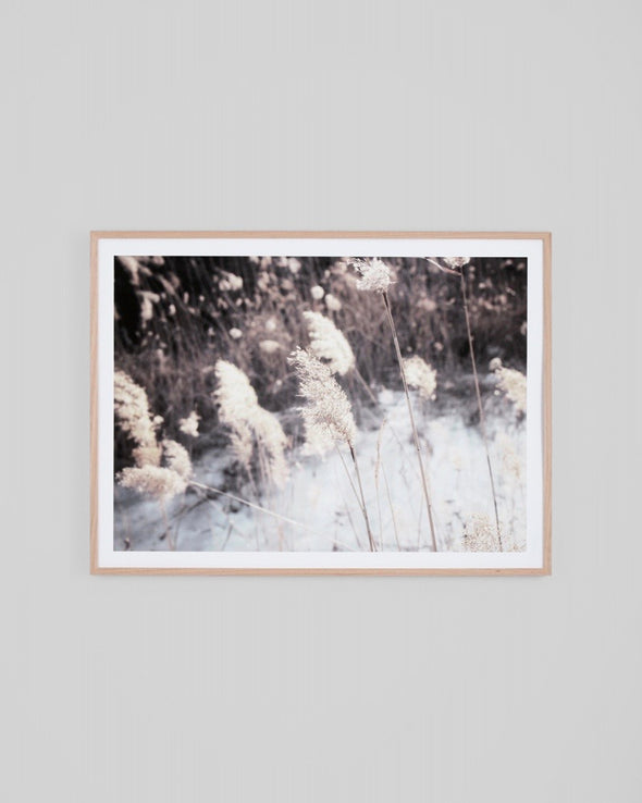 Winter Pampas Print