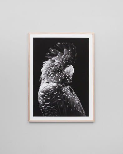 Black Cockatoo Grey Print