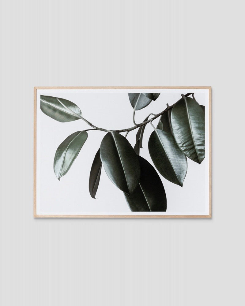 Rubber Tree Print – pomegranate.com.au