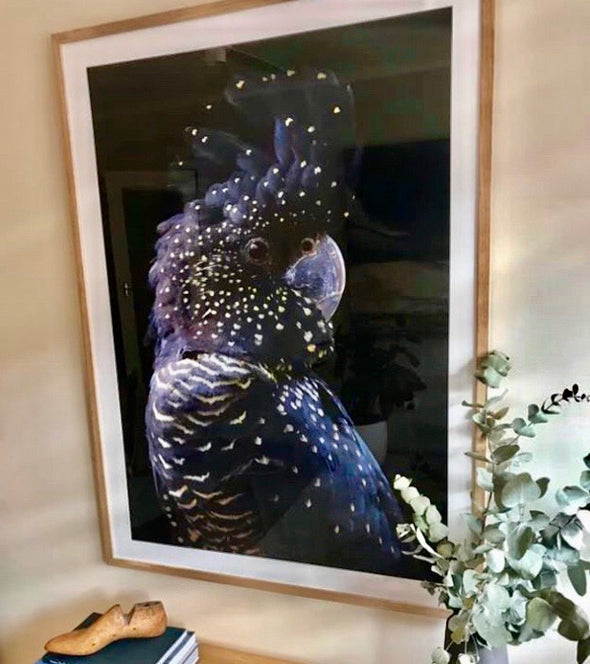 Black Cockatoo Print