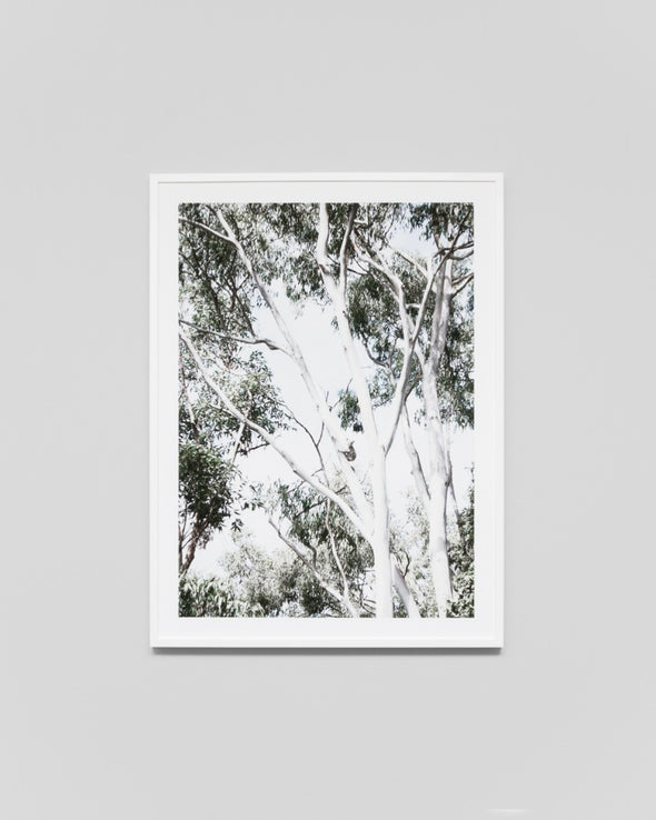 Koala's View Print