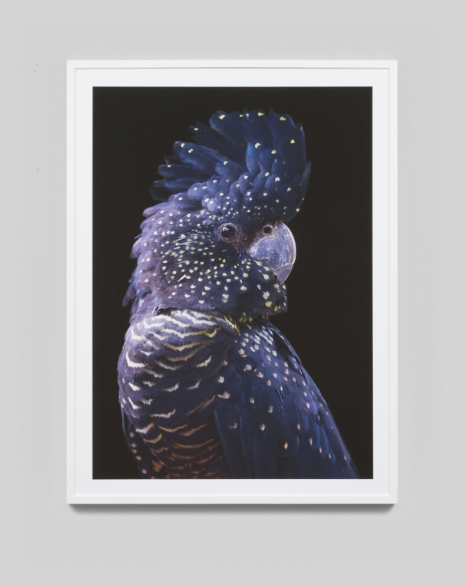 Black Cockatoo Print